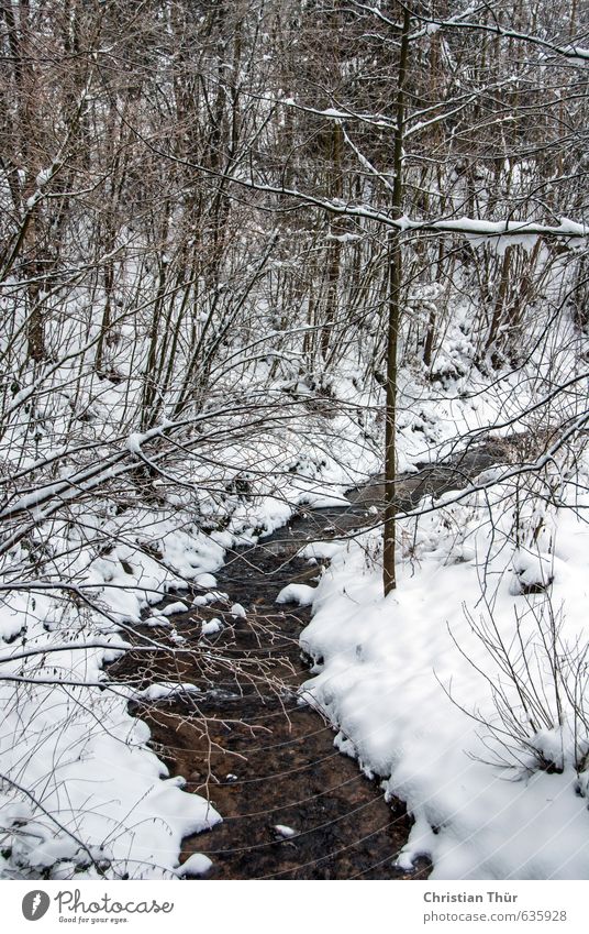 Stream in winter Vacation & Travel Tourism Trip Winter Snow Environment Nature Landscape Water Beautiful weather Ice Frost Tree Brook Wet Brown Black White