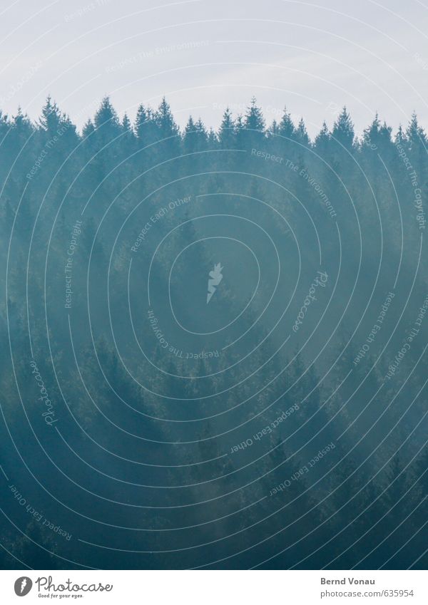 streaky Plant Tree Forest Blue Gray Green Turquoise Fir tree Point Haze Brilliant Tilt Stripe Beautiful Natural Behind one another Sky Colour photo