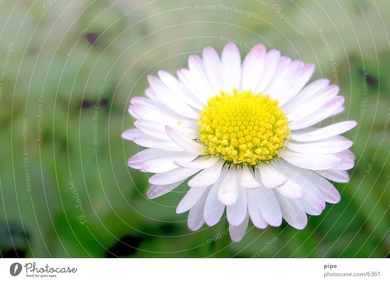 daisies Spring Close-up