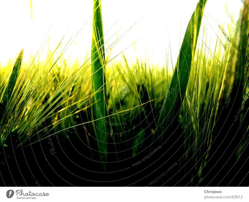 barley Blade of grass Barley Field Green Yellow Ear of corn Work and employment Growth Light Shaft of light Fine Background picture White Calm Niederrhein