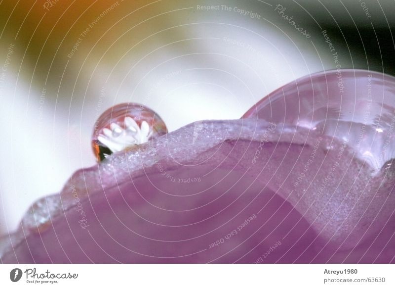 purple II Flower Blossom Violet Pink Magenta Purple Red Reflection stamp of beütenstempel Pistil atreyu Macro (Extreme close-up) Water Drops of water Rope