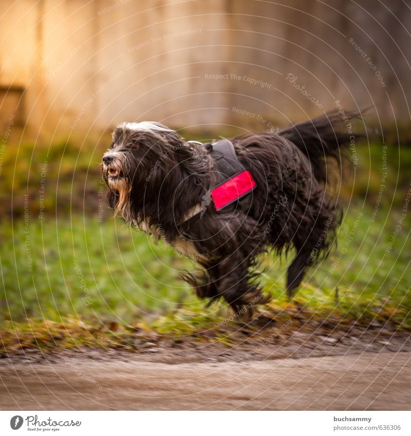 Tibet - Terrier at the race Nature Sunlight Grass Wall (barrier) Wall (building) Black-haired Long-haired Animal Pet Dog 1 Walking Running Romp Athletic Happy