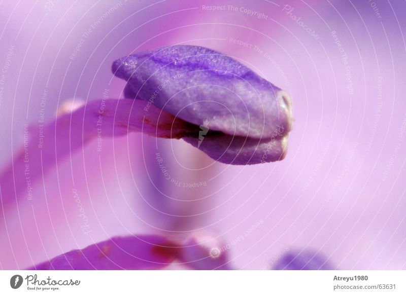 violet Flower Blossom Violet Pink Magenta Purple Red stamp of beütenstempel Pistil atreyu Macro (Extreme close-up)