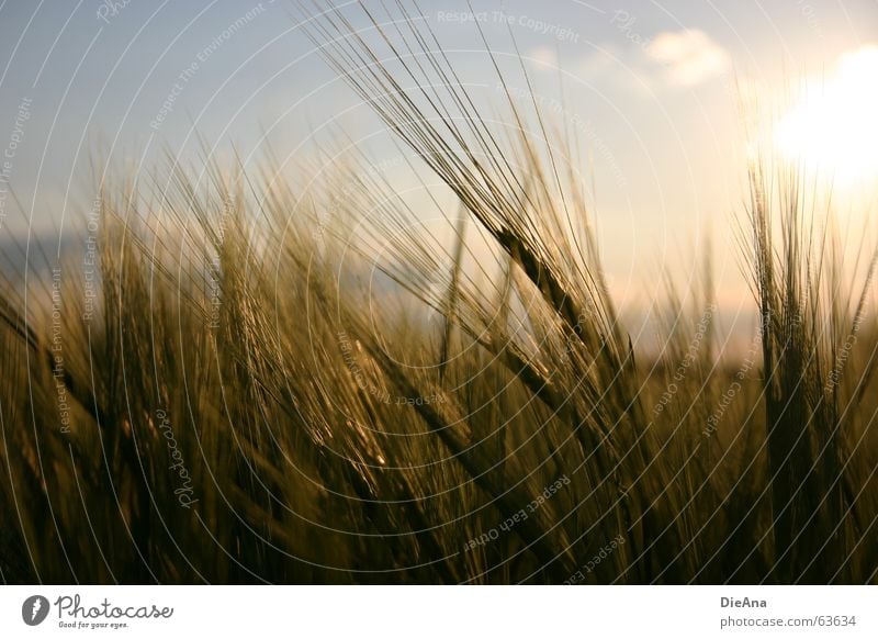 Time to tire (1) Cornfield Ear of corn Evening sun Barley Nature Sky Warmth spike setting sun