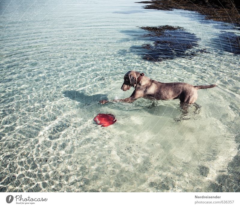 My window is gone again.... Summer Ocean Water Beautiful weather Animal Dog 1 Swimming & Bathing Fitness Friendliness Happiness Fresh Funny Curiosity Brown