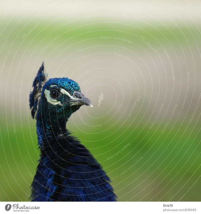 Proud as a peacock Animal Garden Park Pet Bird Peacock Feather Blue Peacock 1 Observe Glittering Illuminate Esthetic Exotic Beautiful Green Black Turquoise