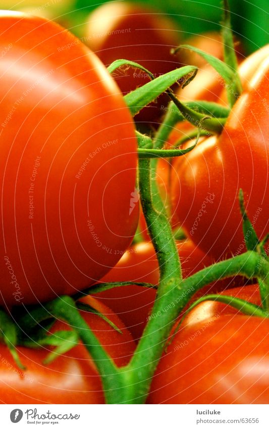 Do tomatoes actually grow on trees? Food Tomato red tomatoes on a stalk Vegetable indoor shot without flash