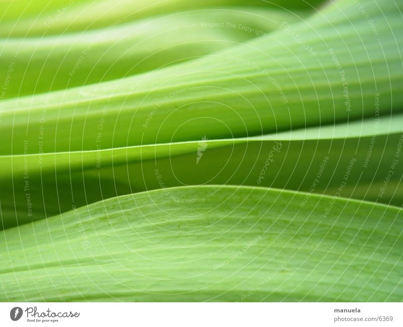 tulip leaves Plant Spring Tulip Leaf Green Fresh Calm Relaxation Linearity Blur Nature Detail Near