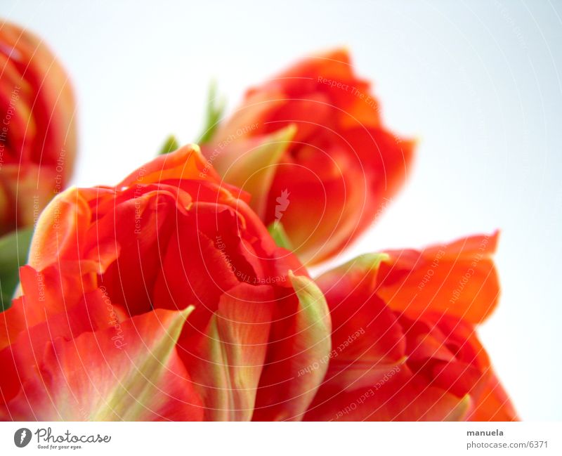 spring flowers 2 Plant Spring Flower Tulip Blossom Red Green Multicoloured Nature Detail