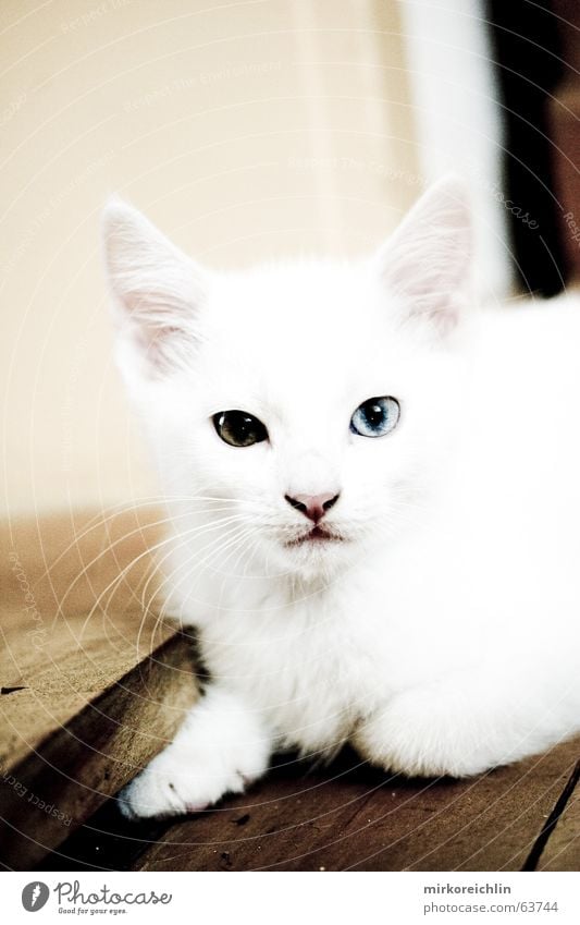 Two-Eyes Cat White Small Cute Sincere Curiosity Paw Pointed Yellow Brown Turkey Angora cat Colour Snow Looking Shock bigway Ear Blue Domestic cat queen