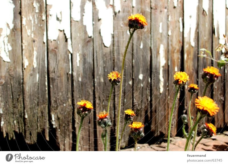 A little bit of life... Flower Blossom Plant Yellow Survive Leaf Wood Broken Live Life Orange Colour Old Gate Wooden board bloom