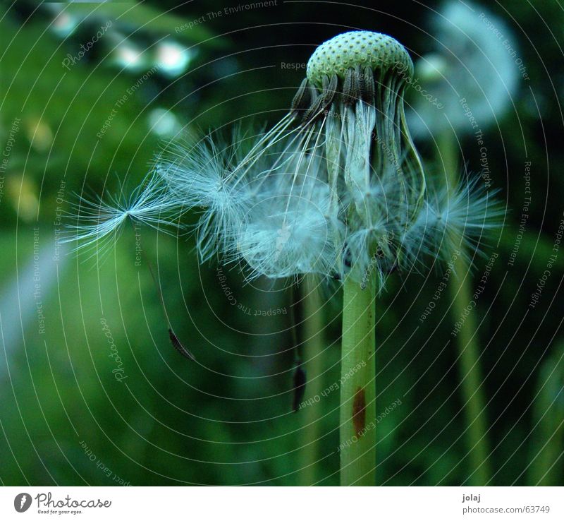 the end of the dandelion Dandelion Garden Nature