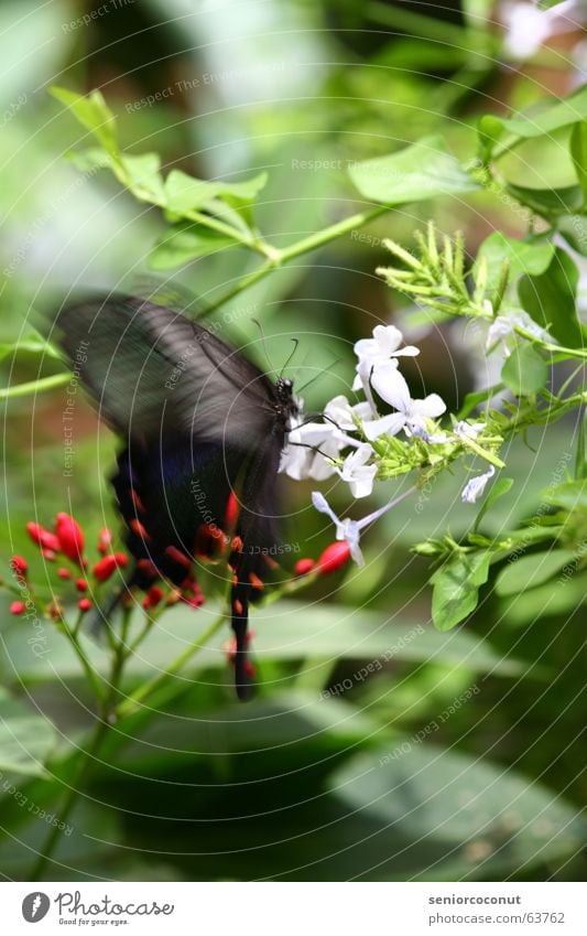 Butterfly motion Flower Tree Bushes Blossom Leaf Summer Insect Gravity Stamen Wing Feeler Search Find Nature Flying Movement Nectar Beautiful