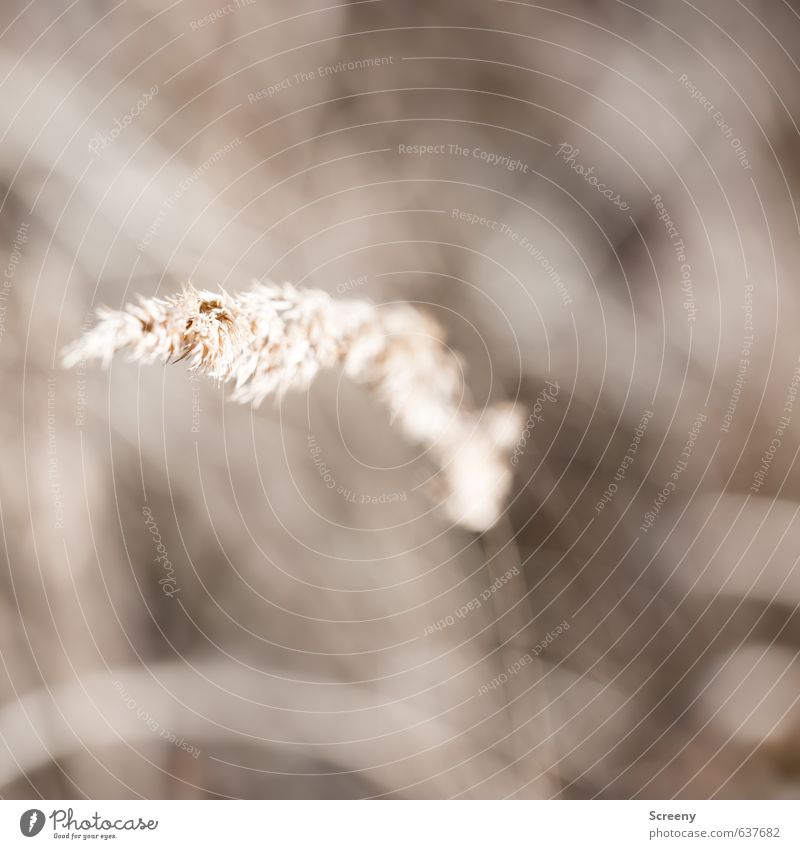 hovering Nature Plant Grass Meadow Forest Serene Calm Flexible Wind Autumnal Colour photo Deserted Copy Space top Copy Space bottom Day Shallow depth of field