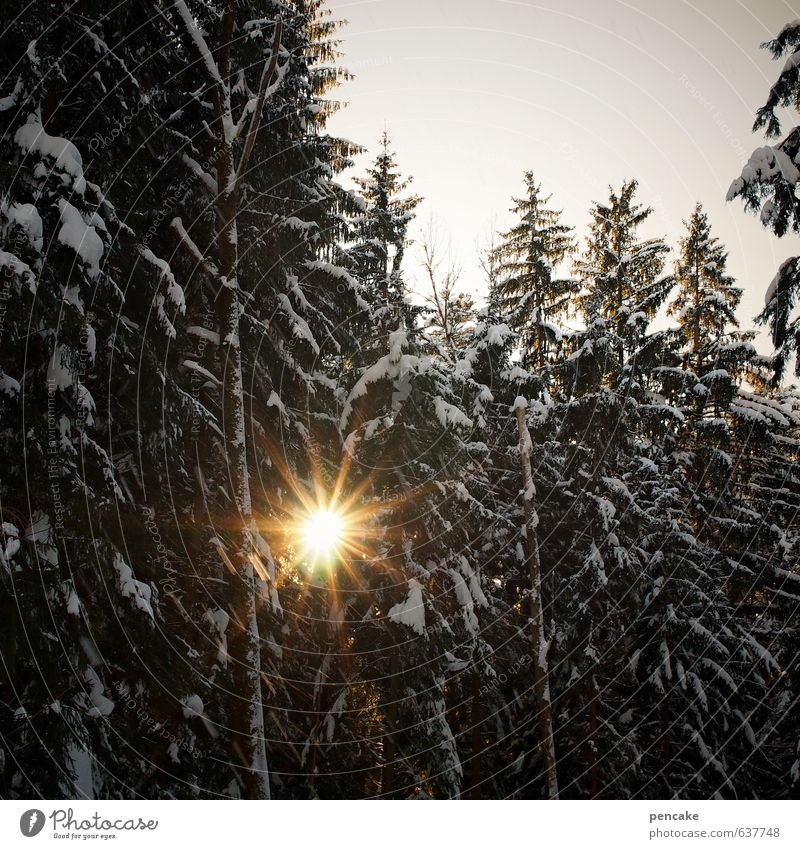 solar forest Nature Landscape Elements Sky Spring Winter Snow Forest Sign Authentic Good Warmth Solar Power Star (Symbol) Forward-looking Subdued colour