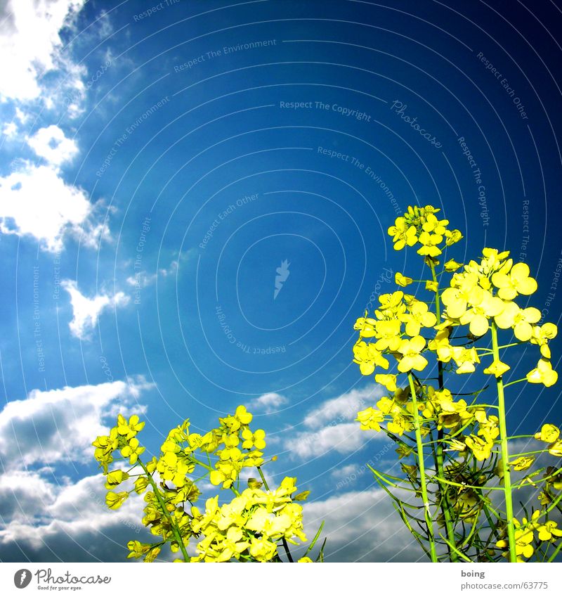 A bouquet for the lady of the house, Blossom Flower meadow Sky Clouds Canola Field Bouquet Honey Agriculture Universe