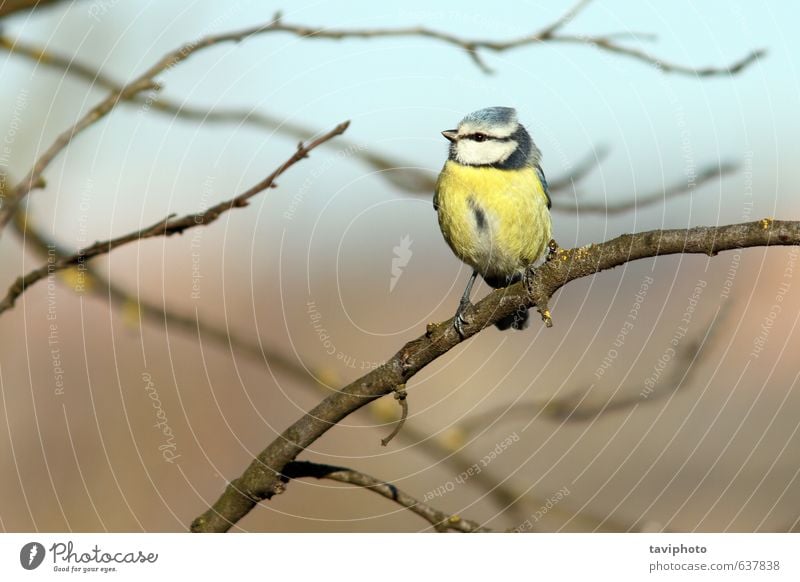 bluetit perched in tree Beautiful Life Winter Garden Environment Nature Landscape Animal Tree Forest Bird Small Natural Wild Blue Yellow Colour Tit mouse