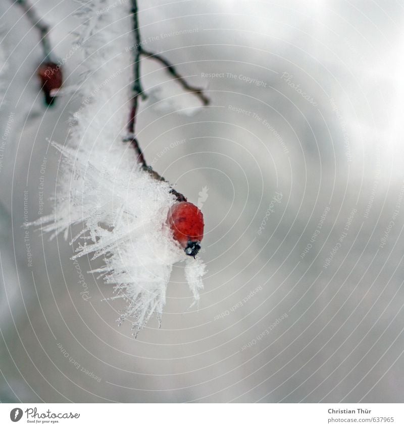 winter frost Environment Nature Plant Animal Winter Ice Frost Snow Bushes Wild plant Beautiful Brown Gray Red White Emotions Moody Esthetic Inspiration Cold