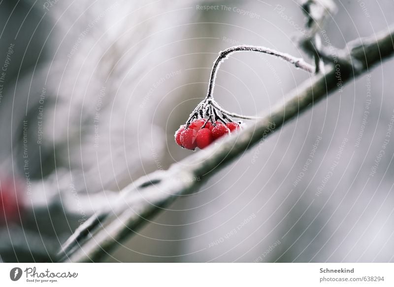 frozen fruit Environment Nature Landscape Plant Animal Winter Ice Frost Snow Bushes Wild plant Garden Park Cold Deep frozen Berries Red Colour photo