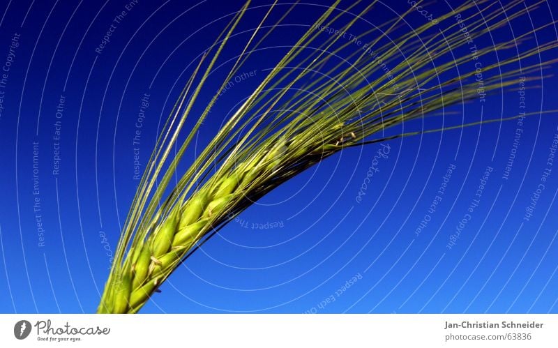 Grain II Wheat Rye Macro (Extreme close-up) Agriculture Field Green Sky Blue fz30