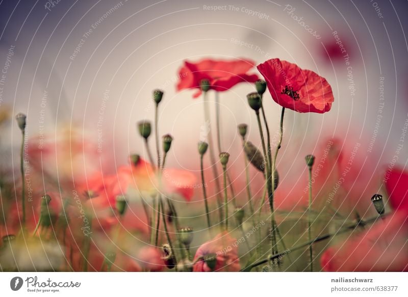 Poppies on summer meadow Summer Sun Garden Flower Grass Meadow Field Blossoming Fragrance Blue Green Red Peaceful Idyll Poppy Corn poppy papaver rhoeas