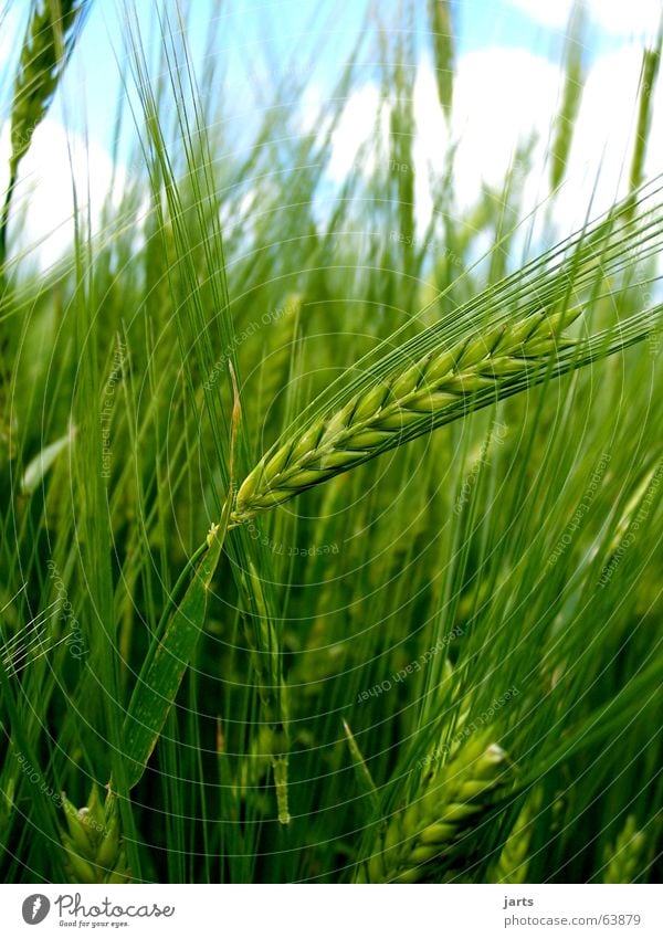 Still green behind the ears of corn Cornfield Field Summer Agriculture Grain Nature Sky Americas Organic produce jarts