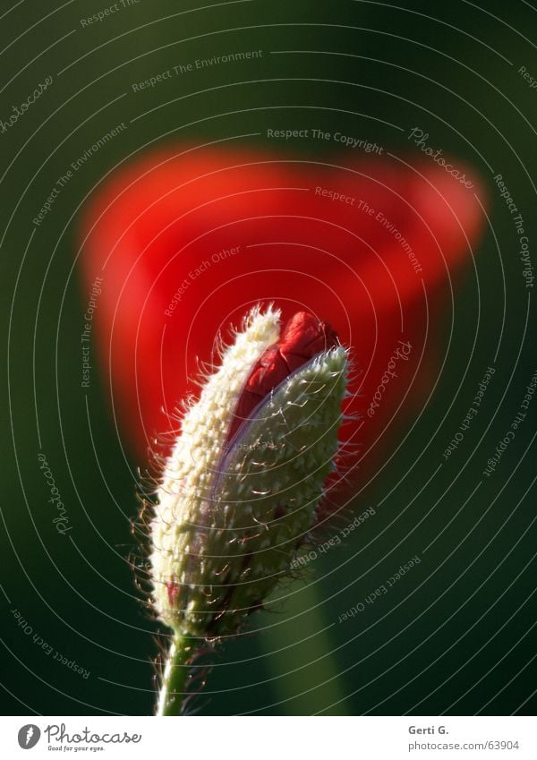 poppy day Beautiful Harmonious Summer Garden Nature Plant Spring Beautiful weather Flower Blossom Blossoming Thorny Green Red Emotions Spring fever Life