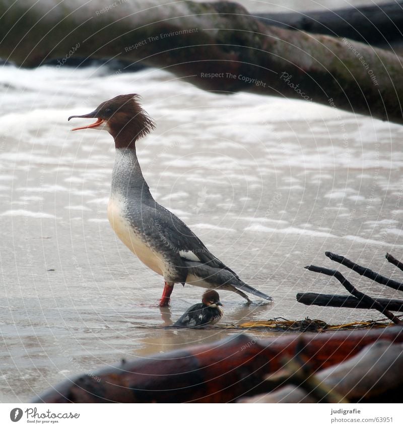 Mother and child Lake Bird Safety (feeling of) Dangerous Ocean Rough Tree Gale White crest Feather Beak Brown Fatigue Chick Animal Beach Hair and hairstyles