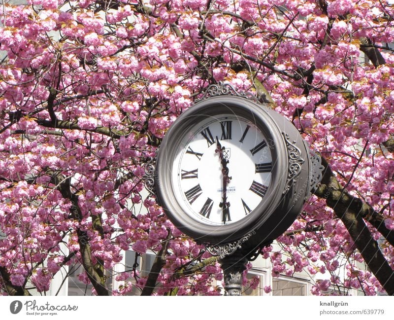 cherry blossom season Plant Tree Cherry tree Small Town Pedestrian precinct Clock Glass Metal Blossoming Fragrance Historic Round Gray Pink Emotions