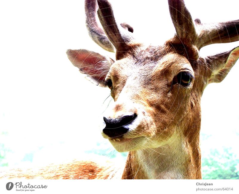 rudi Deer Roe deer Animal Pallid Antlers Snout Amazed Life Background picture Green Brown White Overexposure Forest animal Buck Elk Wild animal wildness Eyes