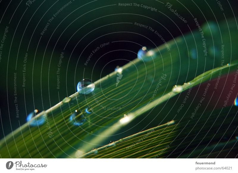 droplet, droplet... Drops of water Leaf Green Plant Refreshment Fresh Rain Light Grass Meadow Water raindrops