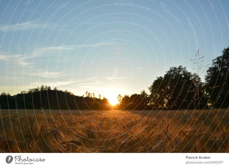 Sunset in the cornfield Nature Landscape Beautiful weather Agricultural crop Village Deserted Exterior shot Evening Sunbeam Sunrise Back-light