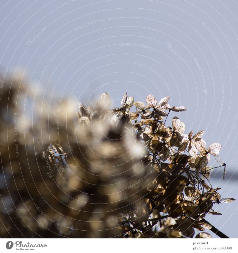 sunshine Flower Blossom Decoration Dried flower Brown Gray Translucent Delicate Glimmer Glittering Colour photo Subdued colour Exterior shot Deserted