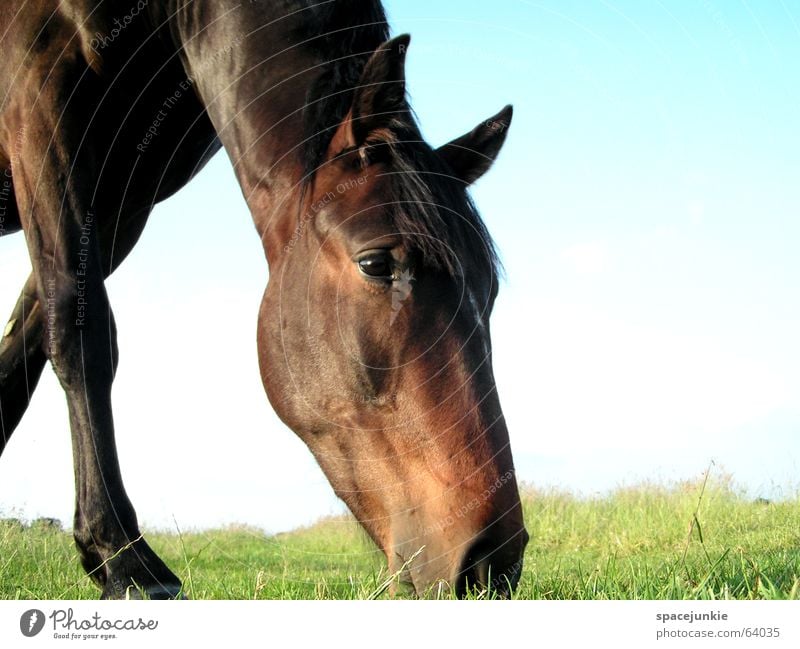 Celestine Horse Animal Exterior shot Grass To feed Mane Nature Lawn Pasture Nutrition