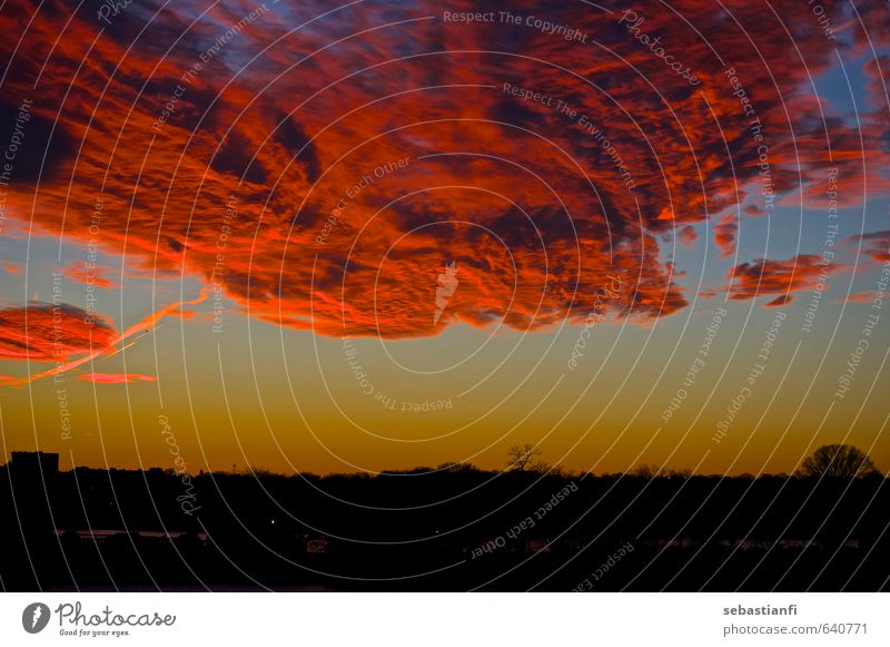 Sunset in Washington DC Life Culture Environment Nature Landscape Plant Sky Clouds Horizon Sunrise Sunlight Winter Park Multicoloured Yellow Orange Pink Red