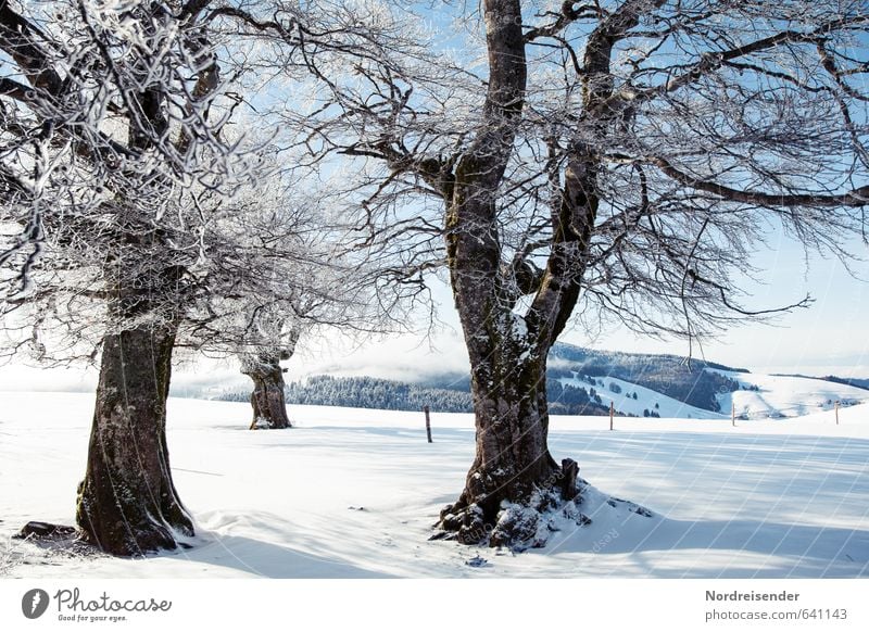 Winter only upstairs.... Relaxation Calm Vacation & Travel Tourism Trip Snow Winter vacation Hiking Nature Landscape Plant Beautiful weather Ice Frost Tree