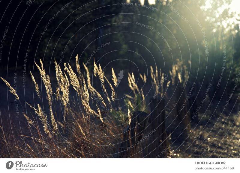 Play of light Nature Plant Sunrise Sunset Sunlight Beautiful weather Grass Forest Simple Brown Gold Green Black Moody Romance Peaceful To console Attentive