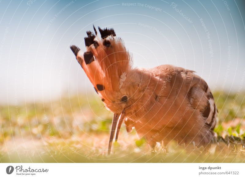 Where's the next worm? Environment Nature Animal Bird Hoopoe Feather Beak Environmental protection Nature reserve Endangered species Racken birds Eating To feed