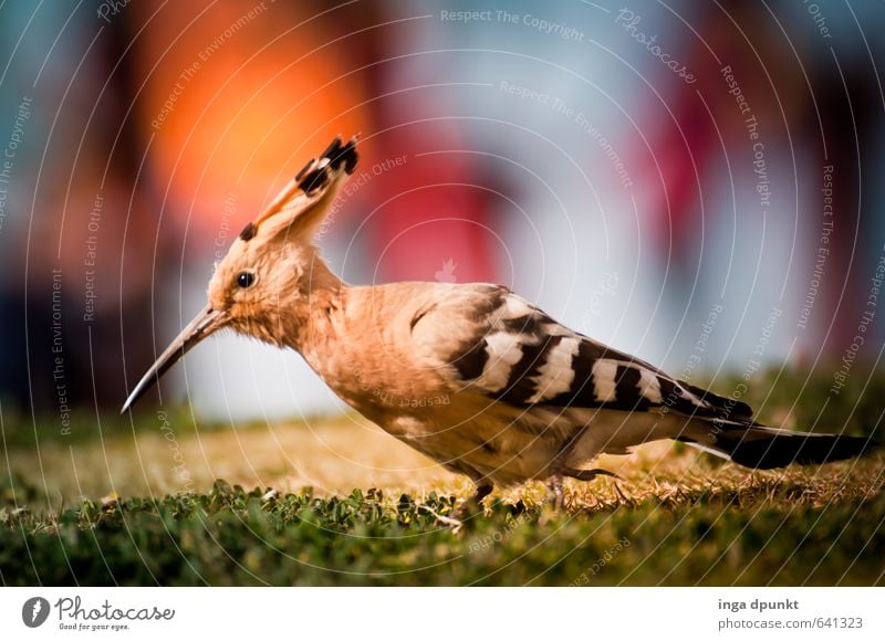 hoopoe Environment Nature Landscape Animal Garden Park Meadow Wild animal Bird Wing Hoopoe Racken birds 1 Environmental protection Beak Metal coil Colour photo