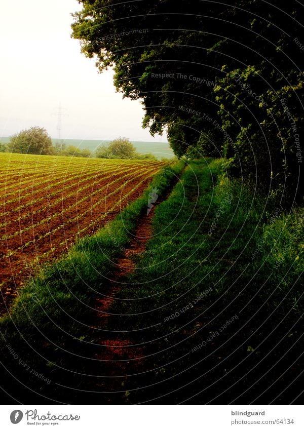 I'll wait for you at the Waldesrain ... Forest Field Green Spring Summer Footpath To go for a walk Leaf Grass Nature Walking