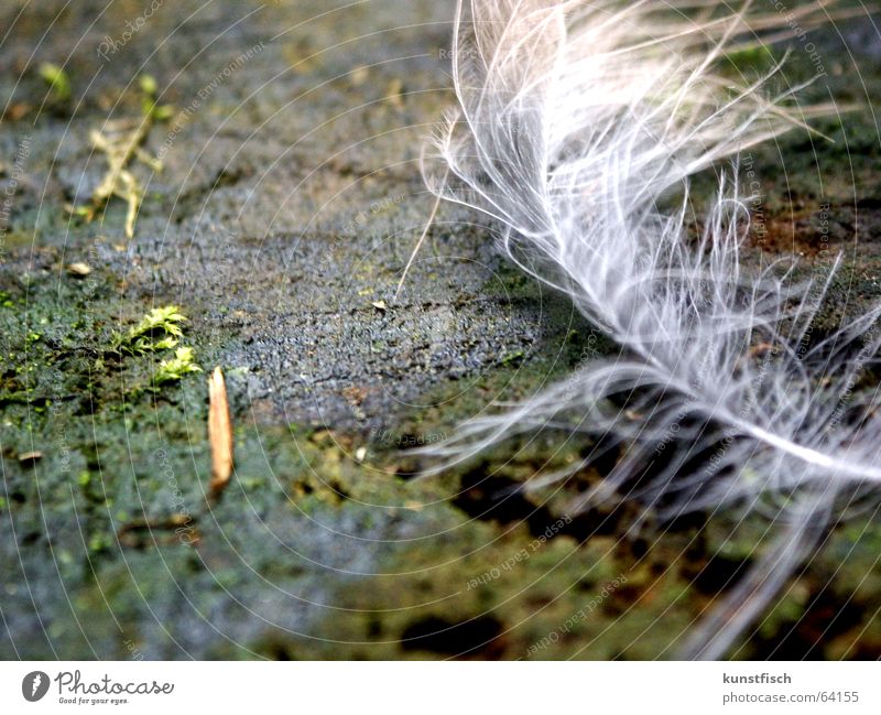 as light as a feather... Tree trunk Feather White Easy Coincidence Blow Playing Wood Green Brittle Flat Wet Damp Dark Free Freedom Flying Wind Movement