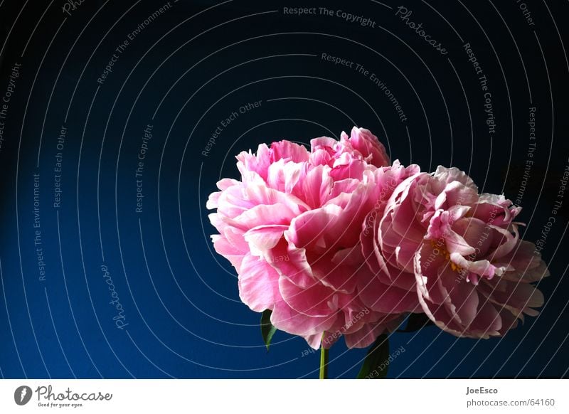 fresh flower 2 Style Summer Nature Plant Spring Flower Rose Blossom Exotic Esthetic Cool (slang) Friendliness Fresh Beautiful Blue Pink Progress Peony Pentecost