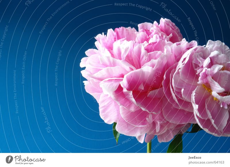 fresh flower 3 Style Summer Nature Plant Spring Flower Rose Blossom Exotic Jump Esthetic Cool (slang) Fresh Beautiful Blue Pink Progress Peony Pentecost