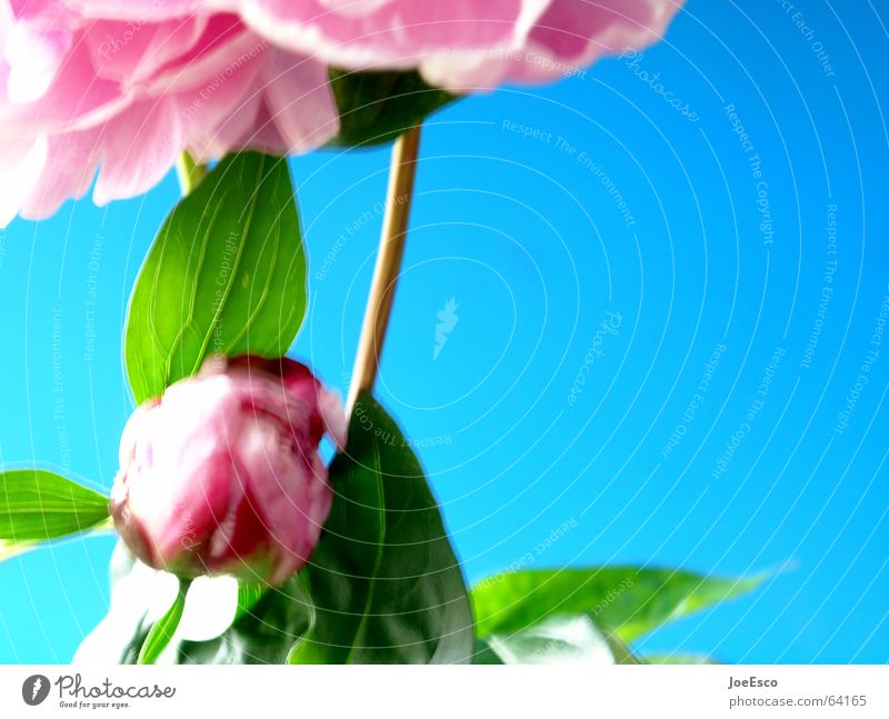 fresh flower 4 Style Summer Nature Spring Flower Rose Blossom Jump Cool (slang) Fresh Blue Pink Progress Peony Blur Plant Contrast Floristry Flower shop