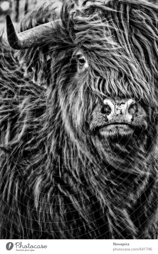 Highland Cattle Nature Animal Pelt Pet Farm animal Cow 1 Black White portrait real life Scottish Highland Cattle Highland cattle gaelian beef Nose Eyes