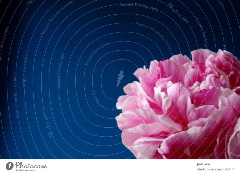 fresh flower 5 Flower Blossom Pink Progress Fresh Style Spring Jump Summer Nature Peony Rose bloom florescence Blue freshly Cool (slang) cleen Contrast bright