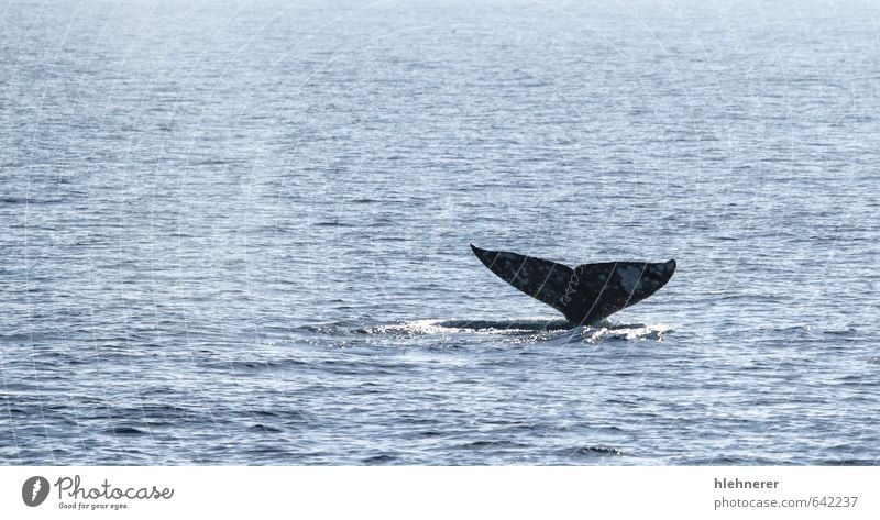 Gray Whale Tail Beautiful Body Ocean Dive Nature Animal Observe Large Wild Ventura Mammal tail water Fin baleen marine Surface baja Pacific Ocean cetacean