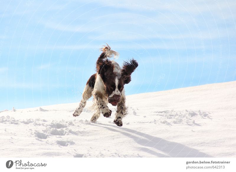 finally snow! Joy Trip Winter Snow Winter vacation Mountain Animal Pet Dog Pelt Claw Paw Animal tracks 1 Hunting Jump Happiness Rebellious Blue Brown White