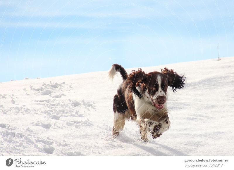 snowhound Beautiful weather Ice Frost Snow Mountain Animal Pet Dog 1 Hunting Running Playing Jump Speed Strong Blue Brown White Joy Joie de vivre (Vitality)