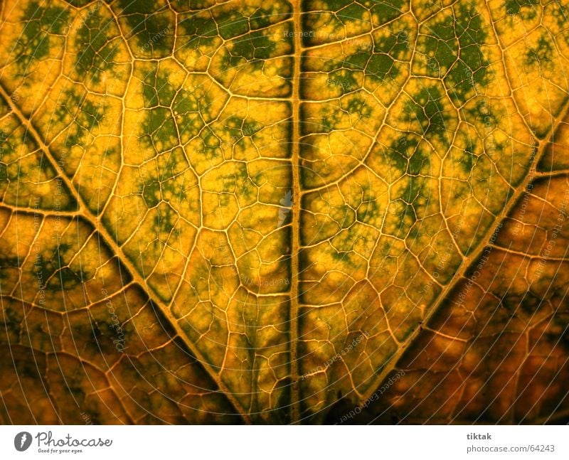 Labyrinth of courgettes 1 Leaf Vessel Underside of a leaf Botany Plant Green Yellow Brown Rachis Light Lighting Limp Leaf green Growth Provision Physics